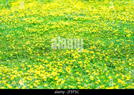 Nahaufnahme von vielen Löwenzahn gelbe Blumen in Grün, Gras, Feld Stockfoto