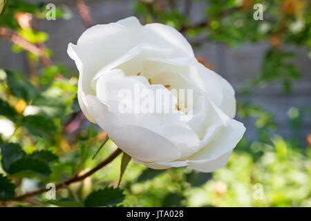 Blühende weiß im Garten Rose. Stockfoto