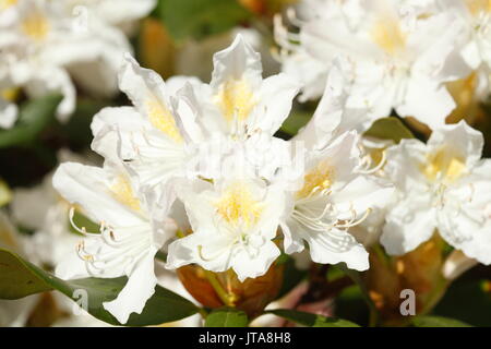 Weiß Rhododendron blühen Blumen im Frühling Stockfoto