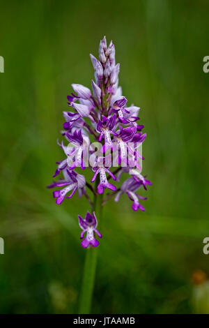 Helm-knabenkraut (Orchis militaris), Eifel, Deutschland. Stockfoto