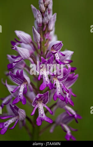 Helm-knabenkraut (Orchis militaris), Eifel, Deutschland. Stockfoto
