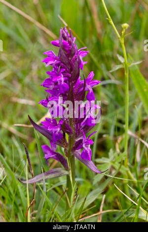 Western oder Breitblättrige Marsh Orchid (Dactylorhiza Majalis), Eifel, Deutschland. Stockfoto