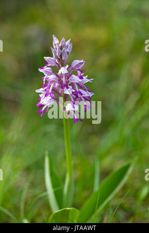 Helm-knabenkraut (Orchis militaris), Eifel, Deutschland. Stockfoto