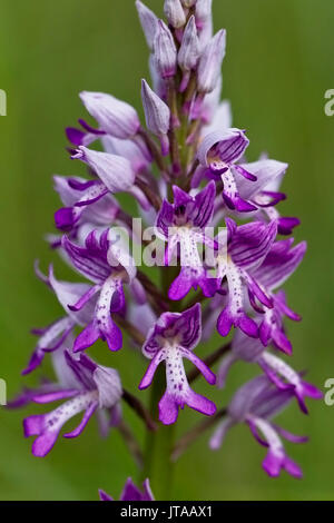 Helm-knabenkraut (Orchis militaris), Eifel, Deutschland. Stockfoto
