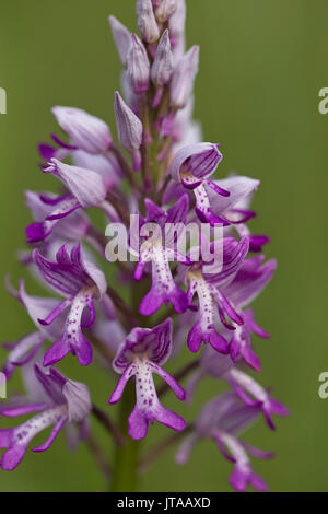 Helm-knabenkraut (Orchis militaris), Eifel, Deutschland. Stockfoto
