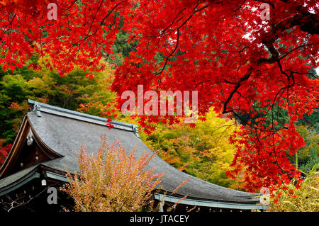 Jakko-in Tempel Haupthalle im Herbst, Ohara Tal, Kyoto, Japan, Asien Stockfoto