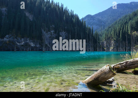 Getrocknete Stämme von Picea schrenkiana zeigen aus Wasser in Kaindy See, Tien Shan Gebirge, Kasachstan, Zentralasien, Asien Stockfoto