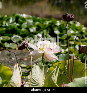 Leiter der Pink Lotus Blume Nahaufnahme. Stockfoto