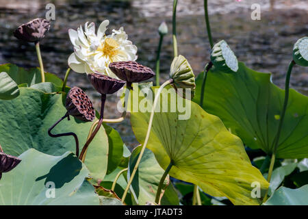 Leiter der Weiße Lotus Blume Nahaufnahme Stockfoto