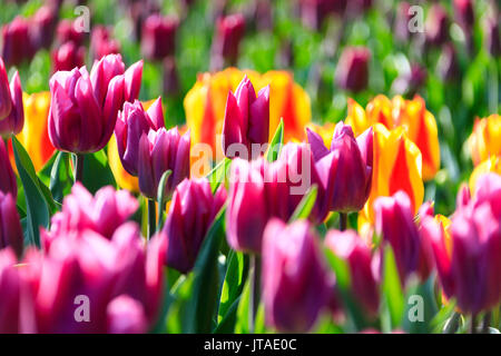 In der Nähe der bunten Tulpen in Blüte am Botanischen Garten, Keukenhof Lisse, Südholland, Niederlande, Europa Stockfoto
