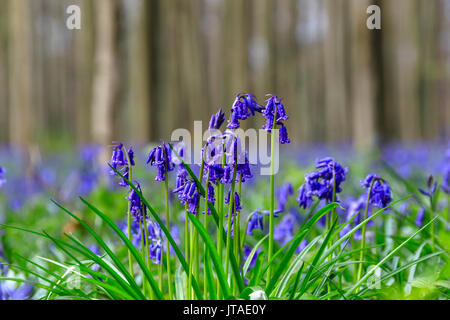 Nahaufnahme von Lila bluebells blühen im grünen Gras der Wald Hallerbos, Halle, Belgien, Europa Stockfoto