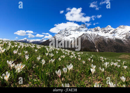 Grüne Wiesen mit blühenden Krokusse umrahmt von schneebedeckten Gipfeln im Frühjahr, malenco Barchi, Valley, Valtellina, Lombardei, Italien Stockfoto