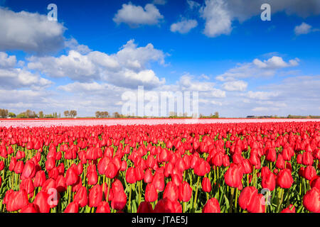 Blauer Himmel und Sonne auf Felder der rote Tulpen im Frühling blühen, Oude-Tonge, Goeree-Overflakkee, Südholland, Niederlande Stockfoto