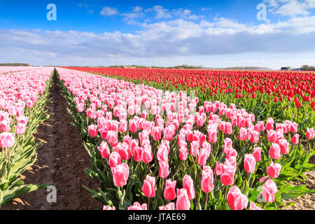 Bunte Tulpen in den Bereichen Oude-Tonge im Frühling blühen, Oude-Tonge, Goeree-Overflakkee, Südholland, Niederlande Stockfoto