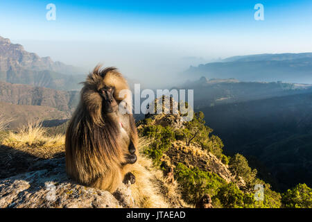 Männliche Gelada (Theropithecus gelada) sitzt auf einem Kliff, Simien Mountains Nationalpark, UNESCO, Äthiopien, Afrika Stockfoto