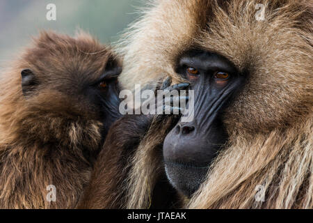 Baby Reinigung eine männliche Gelada baboon, Simien Mountains National Park, UNESCO-Weltkulturerbe, Äthiopien, Afrika Stockfoto