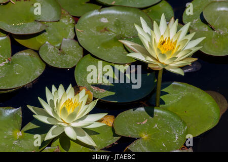 Zwei Köpfe von einem blühenden gelben Lotus auf Blätter Stockfoto