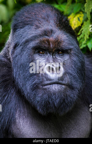 Silverback Berggorilla (Gorilla beringei beringei) im Virunga Nationalpark, UNESCO, Demokratische Republik Kongo Stockfoto