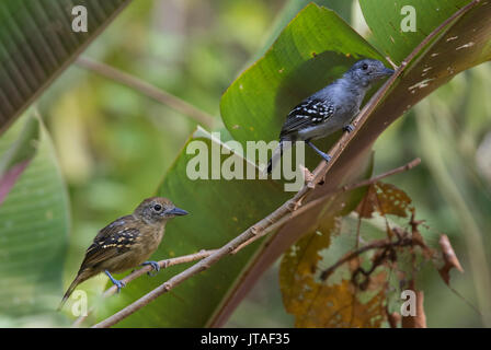 Schwarz - gekrönte Antshrike (Thamnophilus atrinucha) Paar, Mann auf der rechten Seite. Früher als westliche Slaty-Antshrike bekannt. Darien, Panama. Stockfoto