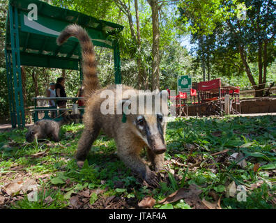 Coatimundi oder Ring-tailed Nasenbär (Nasua nasua) Iguazu Wasserfälle, Argentinien. Stockfoto