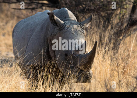 Weiße Nashörner (Rhinocerotidae)) an der Kamera, Botswana, Afrika Stockfoto