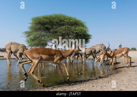 Remote Camera Bild von größeren Kudus (Tragelaphus strepsiceros) und Impalas (Aepyceros melampus) am Wasserloch, Botswana, Afrika Stockfoto