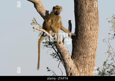 Eine chacma Baboon (Papio hamadryas ursinus) auf einem Baum, Botswana, Afrika Stockfoto