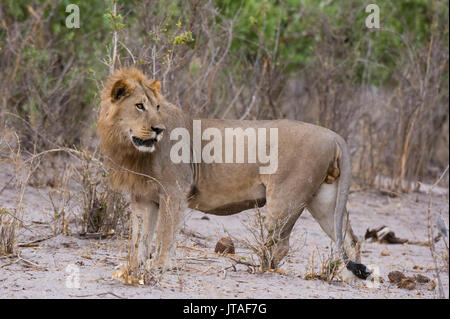 Porträt der männliche Löwe (Panthera leo), Savuti, Chobe National Park, Botswana, Afrika Stockfoto