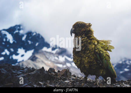 Kea auf Avalanche Peak, Arthurs Pass, Südinsel, Neuseeland, Pazifische Stockfoto