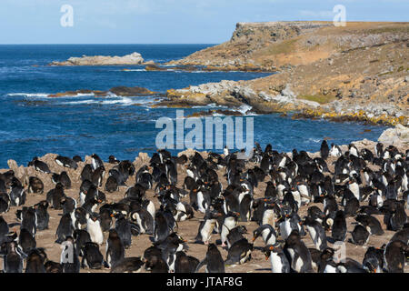 Rockhopper Penguin Colony (Eudyptes chrysocome), Falklandinseln Stockfoto