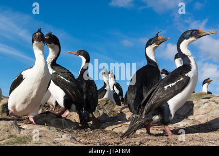 Eine Kolonie von Imperial krähenscharben (Leucocarbo atriceps), Falklandinseln Stockfoto