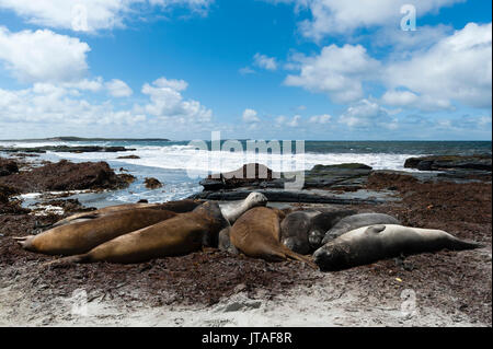 Südlichen Seeelefanten (Mirounga leonina leonina) ruht auf einem Strand, Falkland Inseln Stockfoto