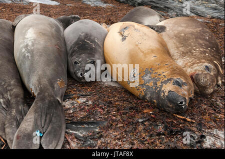 Südlichen Seeelefanten (Mirounga leonina leonina) ruht auf einem Strand, Falkland Inseln Stockfoto