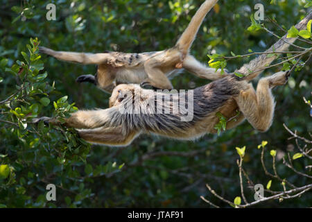 Schwarz-gold Brüllaffe (Alouatta caraya) Mutter bridging Lücke zwischen Bäumen mit Greifschwanz es jungen rüber zu kreuzen, Pantanal, Brasilien Stockfoto