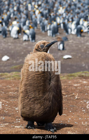 Porträt einer Königspinguin (Aptenodytes Küken patagonica), Falklandinseln Stockfoto