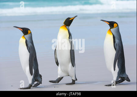 Drei Königspinguine (Aptenodytes patagonica), die an einem Sandstrand, den Falklandinseln, zum Meer wandern Stockfoto