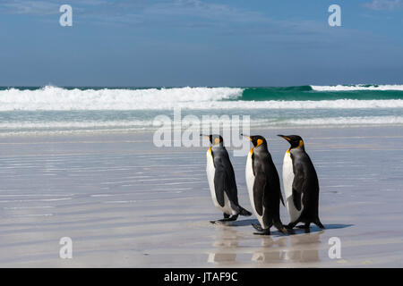 Drei Königspinguine (Aptenodytes patagonica) Wandern auf freiwilliger Point Beach, Falkland Inseln Stockfoto