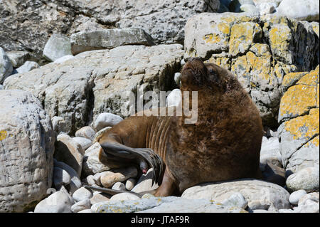 Ein männlicher Southern sea lion (Otaria flavescens), Falklandinseln Stockfoto