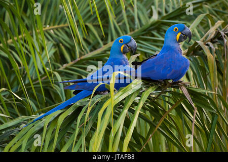 Hyazinthara (Anodorhynchus hyacinthinus) Paar, Pantanal, Brasilien. Gefährdete Arten. Stockfoto