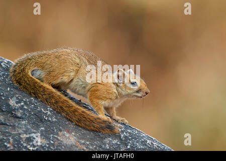 Baum Eichhörnchen (bush Smith's squirrel) (gelb-footed Eichhörnchen) (Paraxerus cepapi), Ruaha Nationalpark, Tansania, Ostafrika, Südafrika Stockfoto