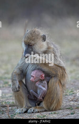Yellow baboon (Papio cynocephalus) Mutter und Tage alten Säugling, Ruaha Nationalpark, Tansania, Ostafrika, Südafrika Stockfoto