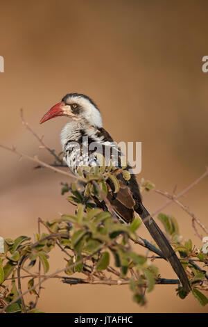 Ruaha Hornbill (Ruaha rot-billed Hornbill) (tansanische rot-billed Hornbill) (Tockus Ruahae), Ruaha Nationalpark, Tansania Stockfoto