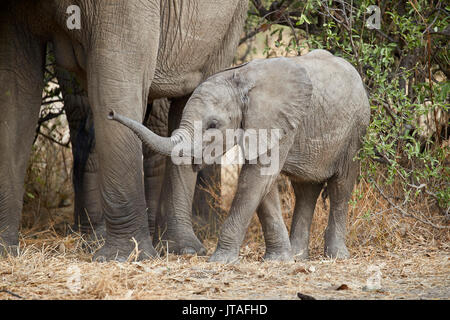 Baby Afrikanischer Elefant (Loxodonta africana), Ruaha Nationalpark, Tansania, Ostafrika, Südafrika Stockfoto