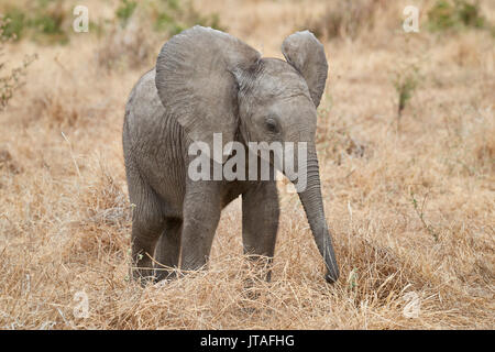 Baby Afrikanischer Elefant (Loxodonta africana), Ruaha Nationalpark, Tansania, Ostafrika, Südafrika Stockfoto