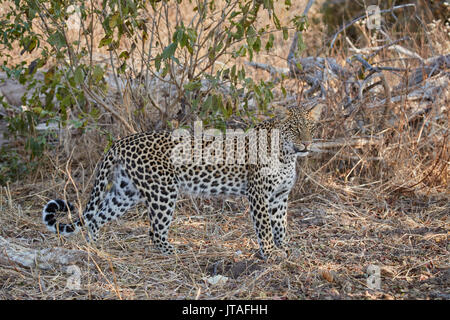 Leopard (Panthera pardus), Ruaha Nationalpark, Tansania, Ostafrika, Südafrika Stockfoto