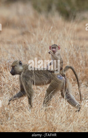 Junge Yellow baboon (Papio cynocephalus) Reiten auf seine Mutter, Ruaha Nationalpark, Tansania, Ostafrika, Südafrika Stockfoto