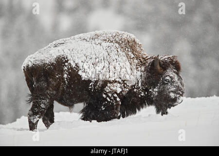 Bison (Bison Bison) Bulle, der im Winter bei Schneefall mit Schnee bedeckt ist, Yellowstone National Park, Wyoming, USA, Nordamerika Stockfoto