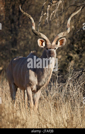 Mehr Kudu (Tragelaphus strepsiceros) Bull, Kgalagadi Transfrontier Park, Südafrika, Afrika Stockfoto