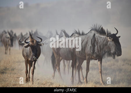 Blue Wildebeest (gestromt gnu) (connochaetes Taurinus) Herde, Kgalagadi Transfrontier Park, Südafrika, Afrika Stockfoto