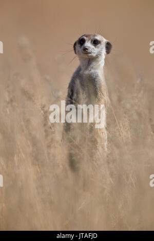 Erdmännchen (Suricata suricatta) Erdmännchen (), Kgalagadi Transfrontier Park, Südafrika, Afrika Stockfoto